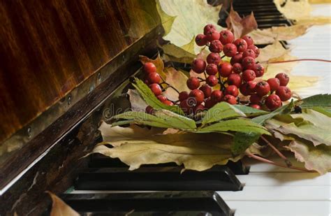 Maple Leaves On A Piano Stock Photo Image Of Mood Berry 59270588