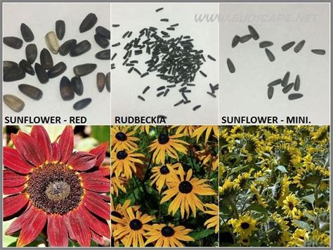 Seed Identification Guide Summer Flowers In India Gardening For