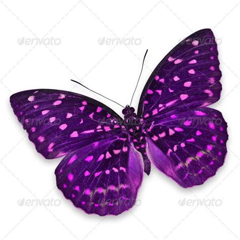 119 Best Images About Butterflies On Pinterest Violets Purple And