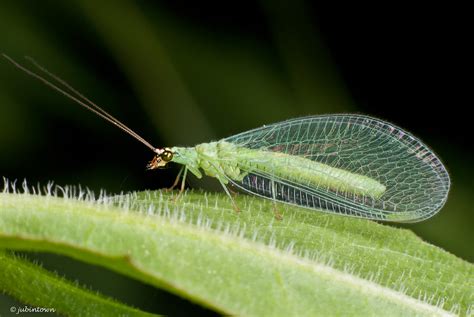 Chrysope Aux Yeux Dor Golden Eye Lacewing Chrysopa Oc Flickr