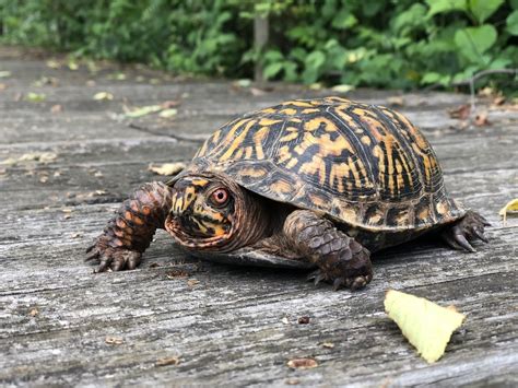 7 Ways You Can Help Protect Our Eastern Box Turtles — Reflection Riding Arboretum And Nature Center