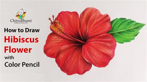 How To Draw Hibiscus Flower Colored Pencil Flower Drawing Easy