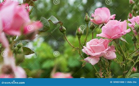 Garden Pink Rose Green Leaves On Branches Bushes Of Bright Blooming
