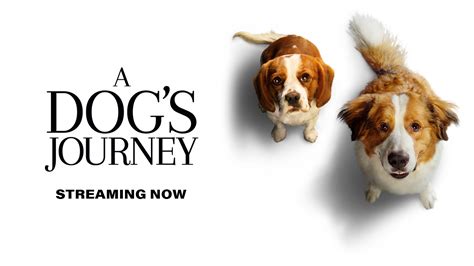 Watch A Dogs Journey Full Movie In Hd Online In English Hd Sonyliv