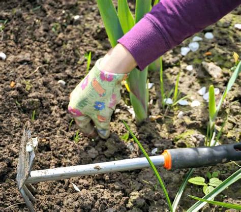 Are you wondering on how you can control the weeds in your lawn? How To Get Rid Of Weeds For Good