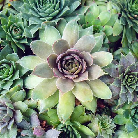 Succulent Photography Hen And Chicks Photo Succulent Photography