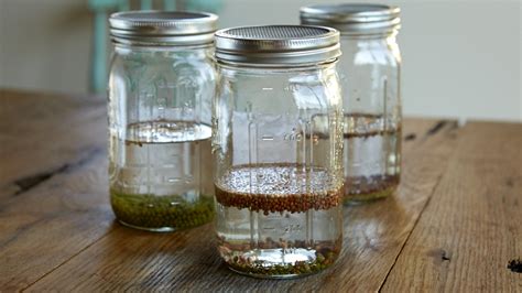 How To Grow Sprouts With Diy Sprouting Jars Pass The Pistil