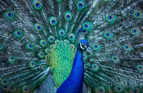 Peacocks practicing mating dances on other birds? 20 Beautiful Images of Peacocks - The Photo Argus