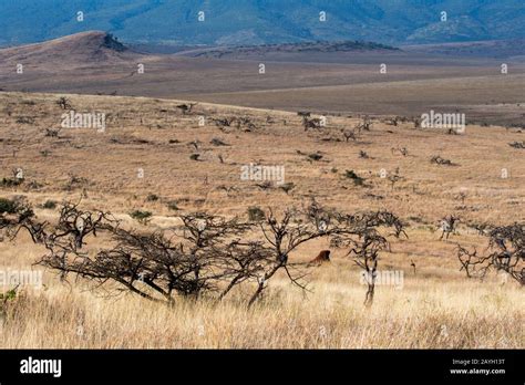 View Of The Grasslands With Trees Destroyed By Elephants In The Lewa