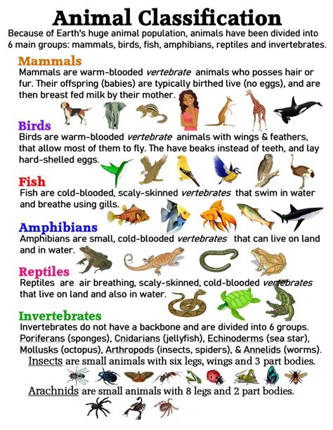 Animal Classification Anchor Chart Jungle Academy Biology Lessons