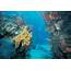 World Visits Mesoamerican Reef In Belize Beautiful Scuba Diving And 