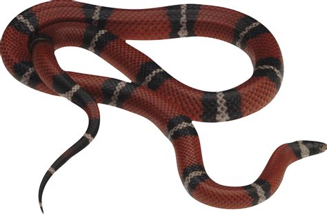 Snake Png Image Picture Download Free