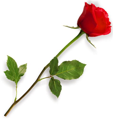 Single Red Rose Png Image Png Mart