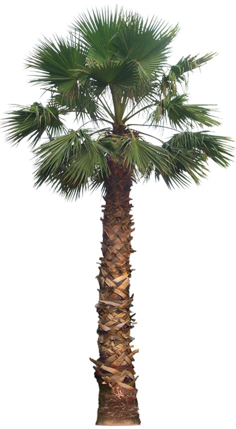Palm Tree PNG Transparent Palm Tree.PNG Images. | PlusPNG