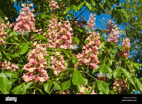 Red Horse Chestnut Aesculus X Carnea Stock Photo Alamy