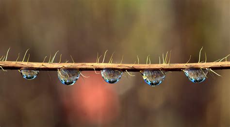 Free Picture Dew Rain Macro Reflection Branch Water Nature