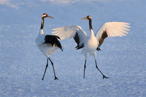 Dancing Japanese Cranes Hokkaido Japan Art Wolfe