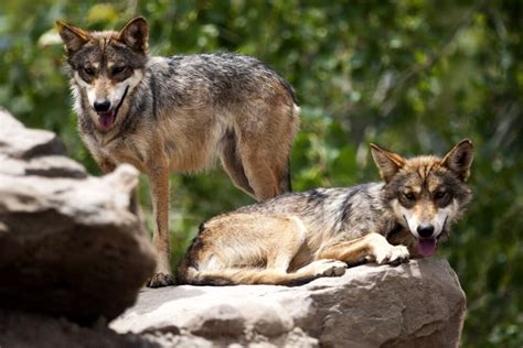 Critically Endangered Mexican Gray Wolf Population Rebounding — But