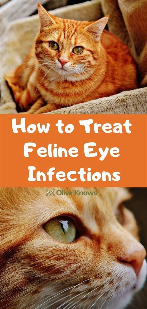 Home Remedies For Cats With Colds In The Eyes Cat Meme Stock Pictures