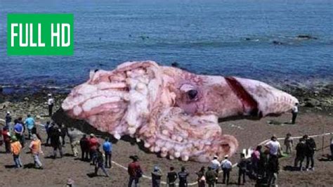 Mysterious Giant Squid Found On Beach In California New Youtube