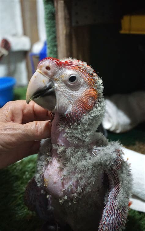 Parrot Bornavirus And Proventricular Dilatation Disease Schubot Center