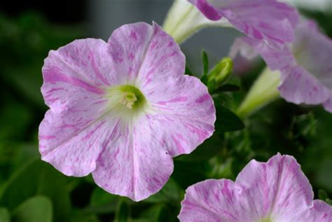 Pink Variegated Petunia Stock Photo Download Image Now Istock