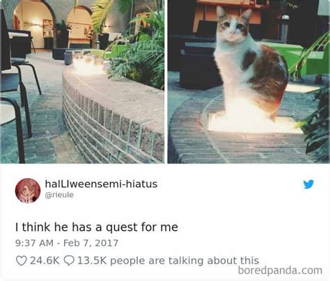 20 Of The Funniest Cat Tweets Part 2 We Love Cats And Kittens
