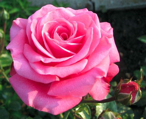 Rosa Pink Rose Sementes Flor Para Mudas R 899 No Mercadolivre