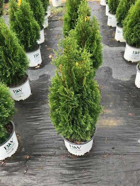 With free professional shipping and installation on top of our already low prices. Emerald Green Arborvitae (Thuja occidentalis 'Emerald Green')