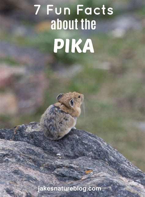 7 Fun Facts About American Pika Mountain Dwellers Jakes Nature
