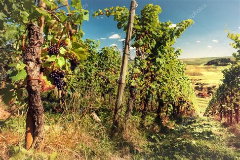 Landscape With Autumn Vineyards And Organic Grape — Stock Photo