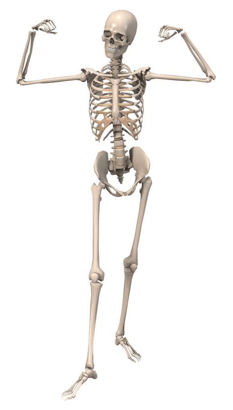 Download Skeleton Anatomy Female Royalty Free Stock Illustration Image