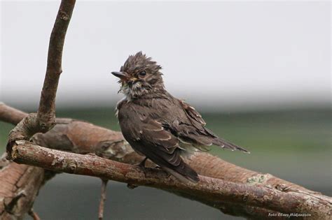 We offer fast shipping and wholesale prices. Grå flugsnappare (Muscicapa striata) - classesfoto.se