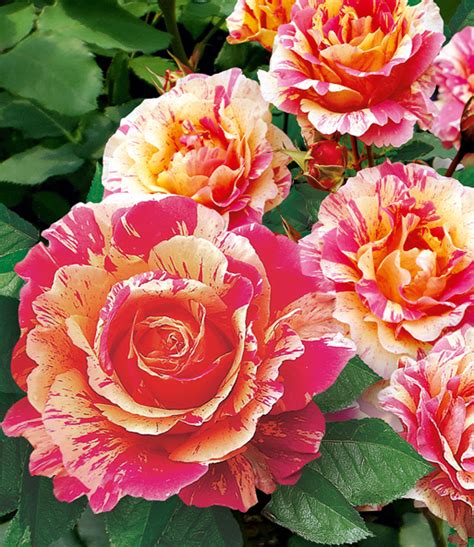Entdecke baldur garten gutschein und baldur garten gutscheine im april 2021. Maler-Rose® 'Claude Monet®' | Strauchrosen bei BALDUR-Garten