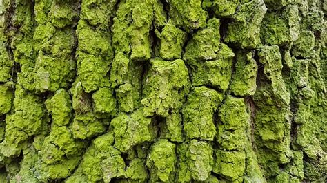Tree Trunk Bark Free Photo On Pixabay Pixabay