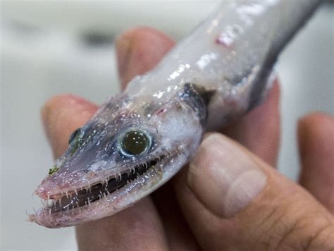 Lizard Fish Are All Green Eyes And Hinged Teeth Marine Biodiversity Hub
