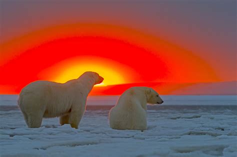 Polar Bears In Sunset Polar Bear Bear Polar