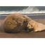 Sable Island Grey Seals  Animal Alliance Of Canada