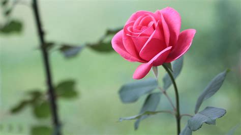 Most Beautiful Rose Hd Wallpaper Free Download Hd