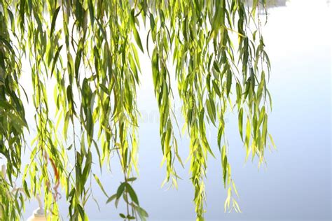 Weeping Willow Leaves Stock Image Image Of Twig Branch 45859435