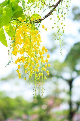 Il suo stesso nome deriva dal latino e significa fiore che nasce prima. vintage | Bellissimi fiori, Alberi in fiore, Piantare fiori