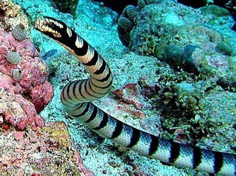 12 Most Dangerous Water Animals In The World