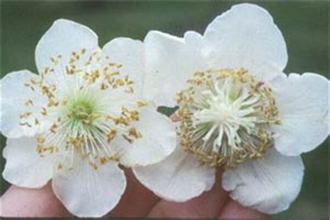 Kiwi tree male and female. DD Vasseur, Local/Global Green Streets, Community ...