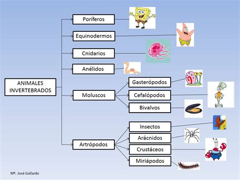 En el cole de internet: Animales invertebrados