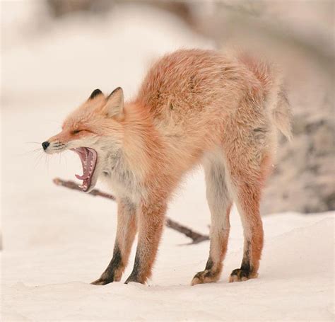 La Isla Japonesa De Hokkaido Es El Hogar De Estos 7 Animales Adorables