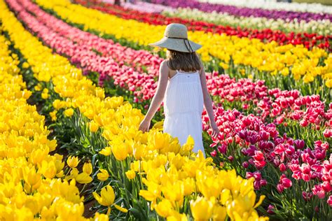 Tesselaar Tulip Festival Frolic Through A Field Of One Million Tulips