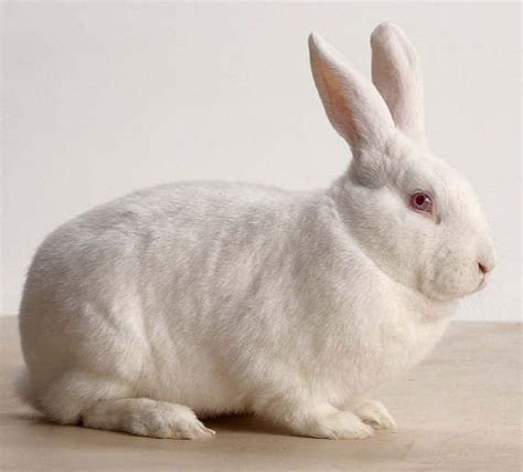 a white stuffed rabbit sitting on top of a table