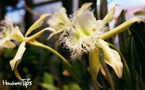 10 Datos Curiosos De La Orquídea Flor Nacional De Honduras