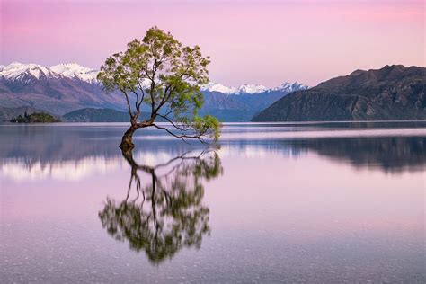 The Wanaka Tree New Zealand By Neil Protheroe