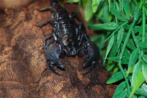 Female Emperor Scorpion Pandinus Imperator Female Empero Flickr